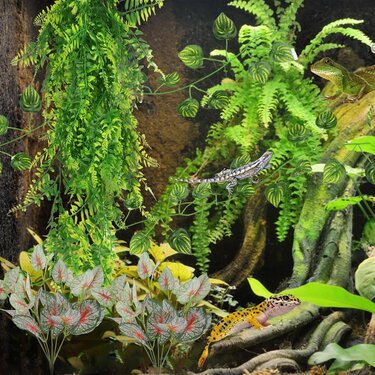 Rośliny do terrarium